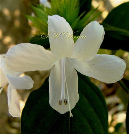 Flower